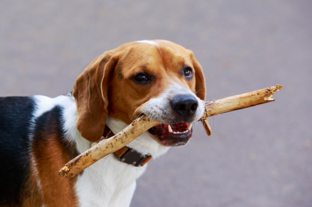 cão foxhound-americano com graveto