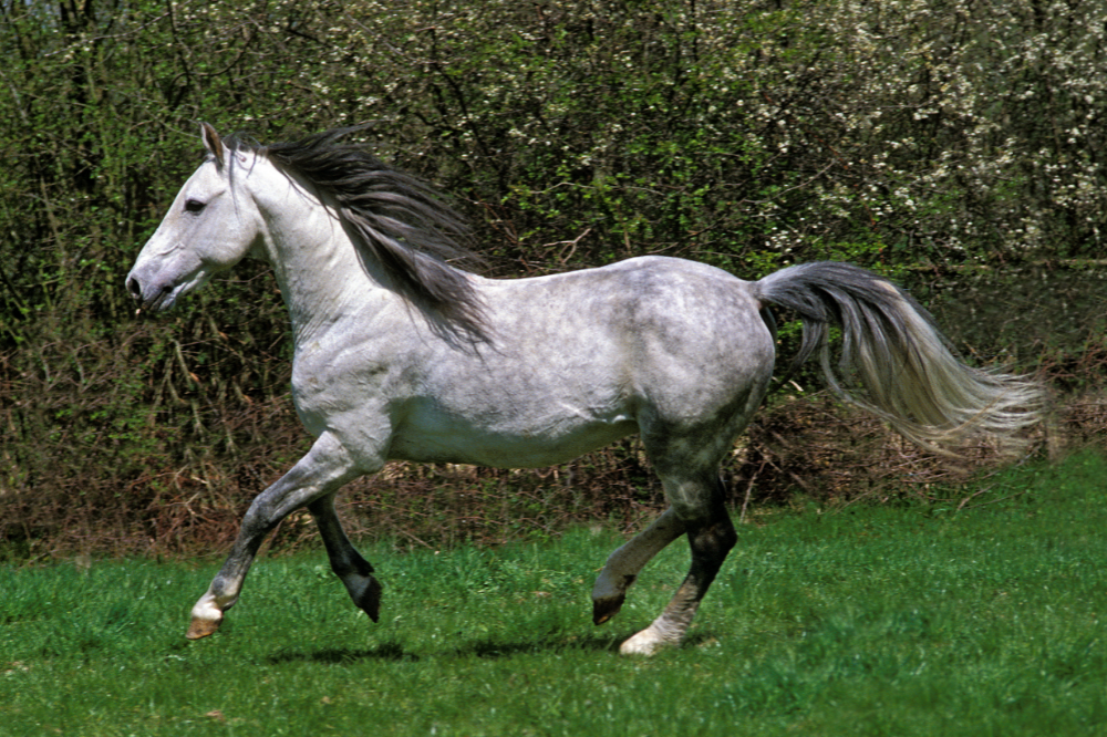 raça de cavalo Andaluz