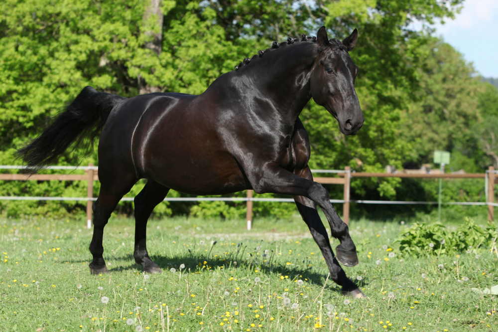 cavalo Warmblood Holandês