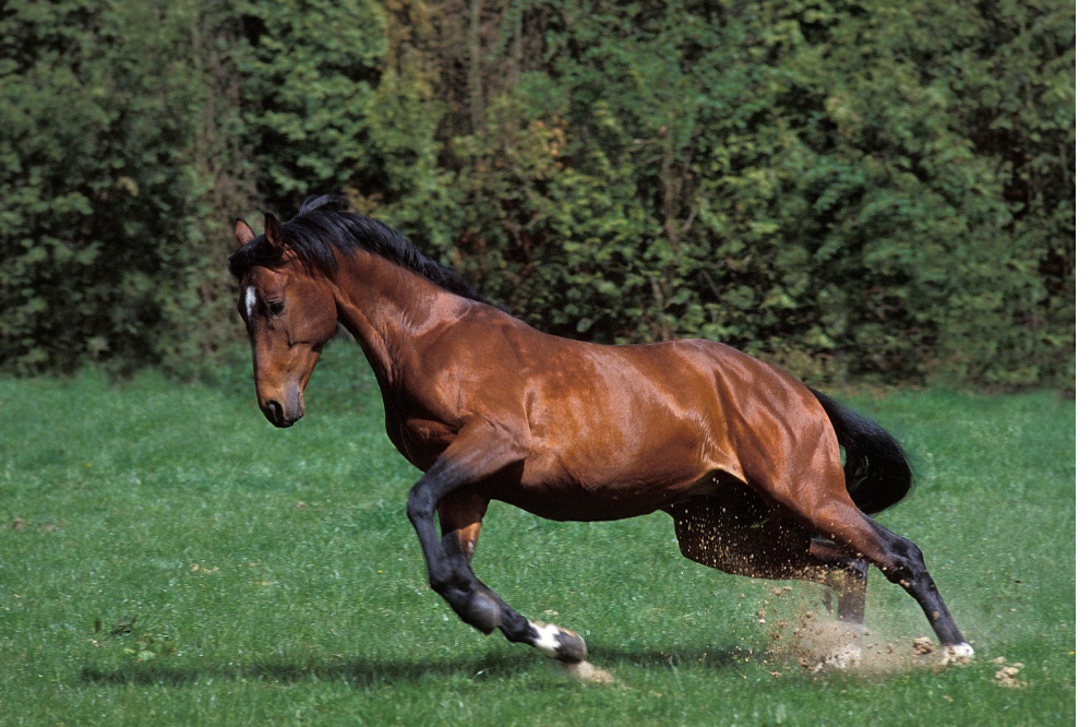 cavalo Sela Francês correndo