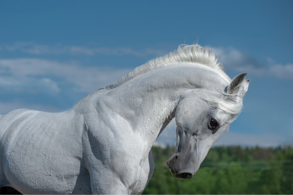cavalo árabe branco