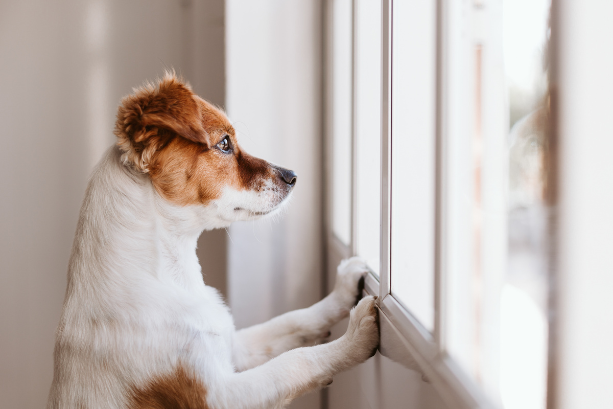 Cachorro em janela
