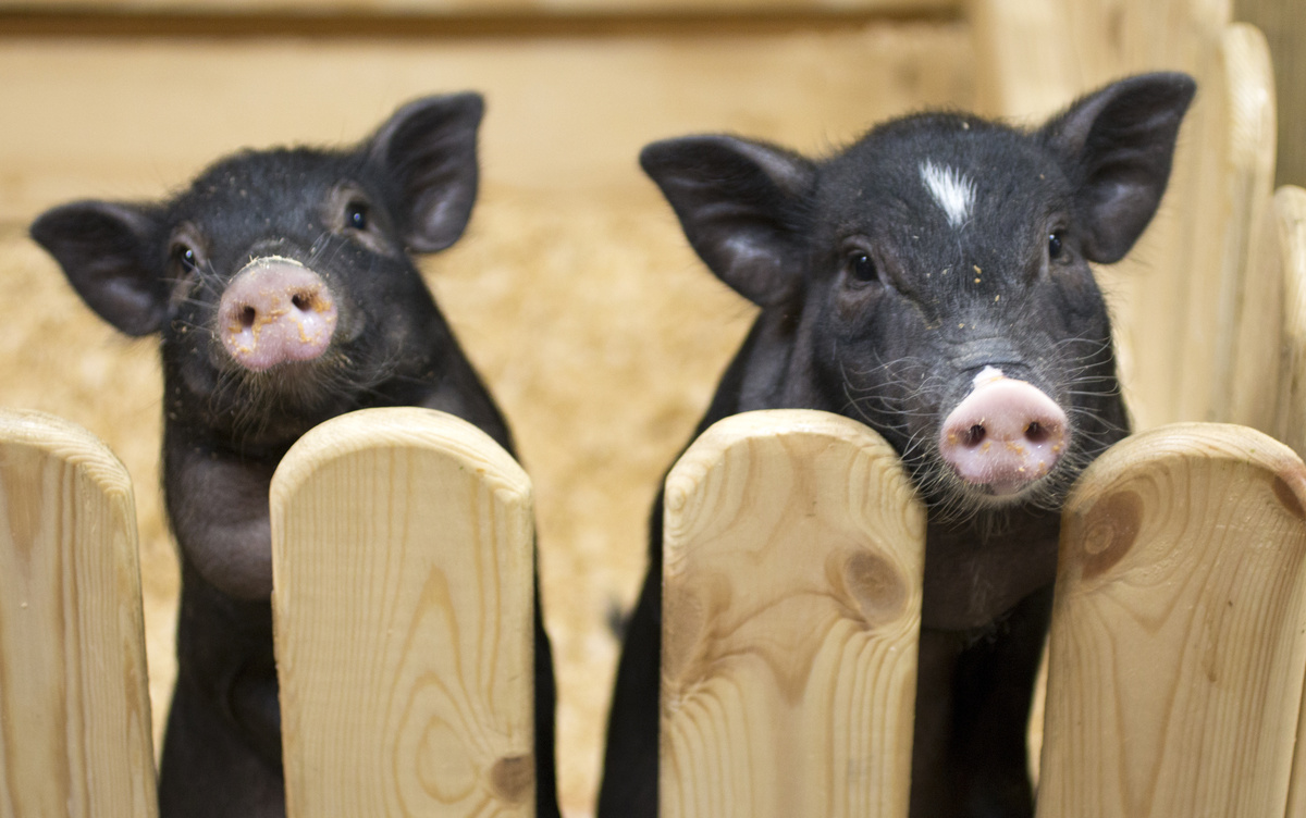 Dois mini pigs pretos em cercado