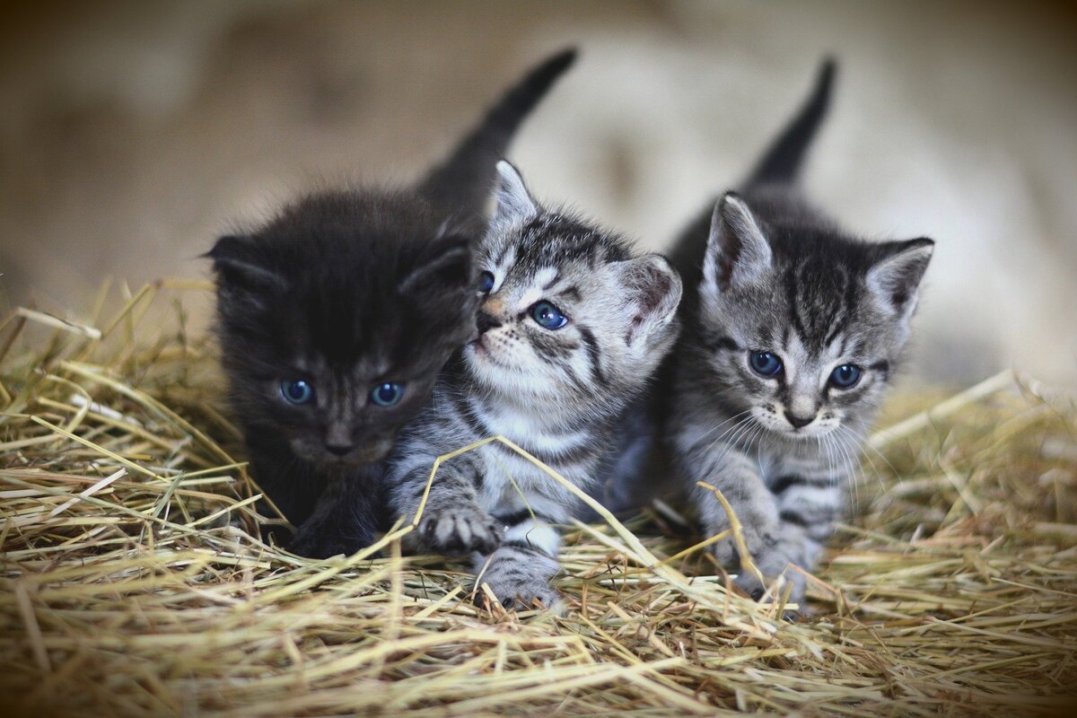 Três gatinhos filhotes