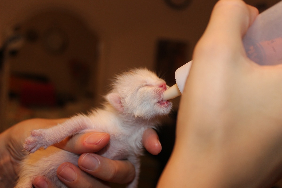 Filhote de gato sendo alimentado com mamadeira