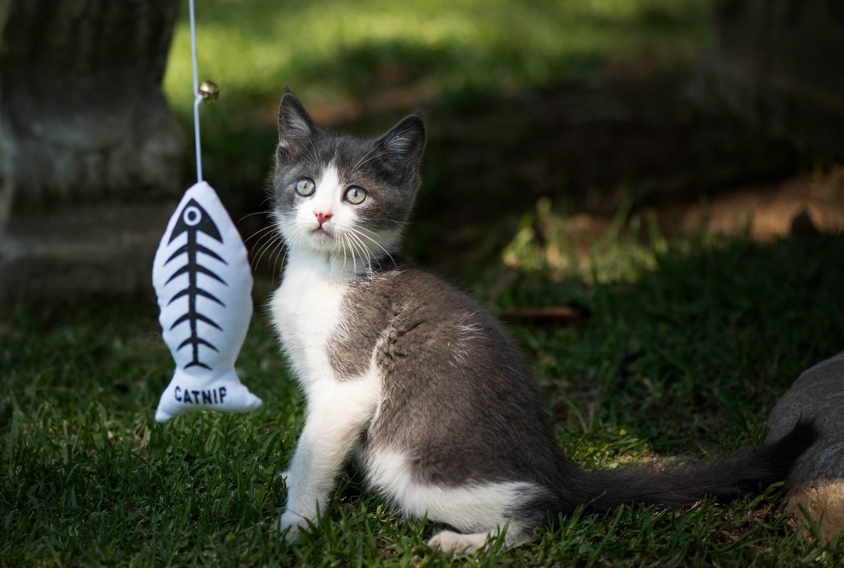Filhote de gato olhando para um peixe de pelúcia em uma vara de pesca