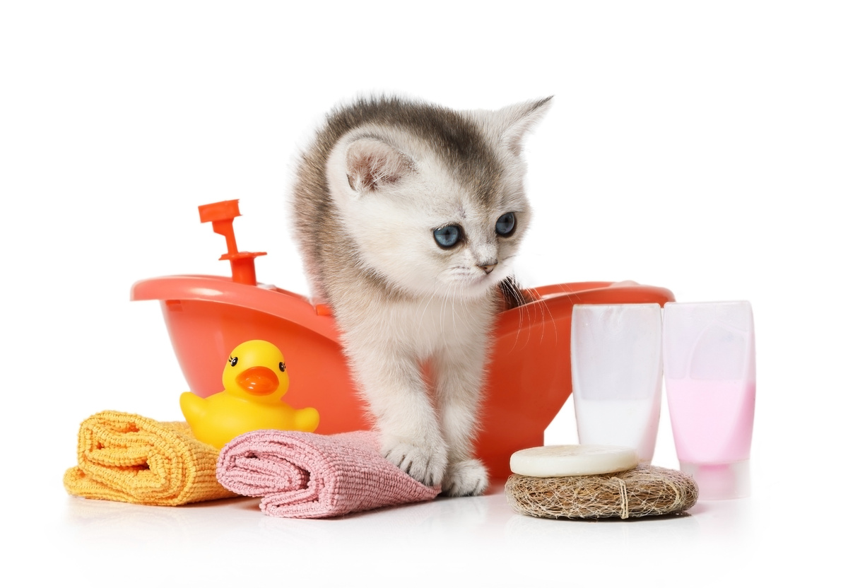 Filhote de gato em uma banheira com vários produtos