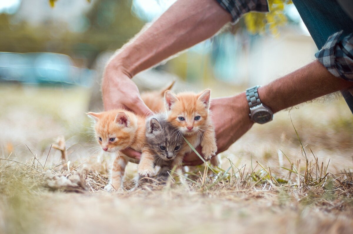 Homem colocando três filhotes de gato na grama