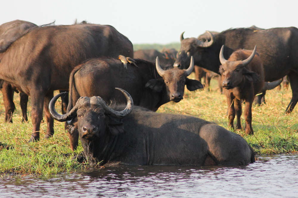 Búfalos na água