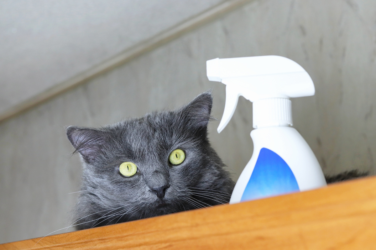 Gato ao lado de detergente eliminador de odores