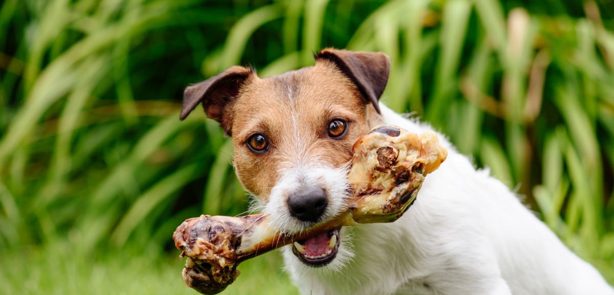 Cachorro com osso natural na boca