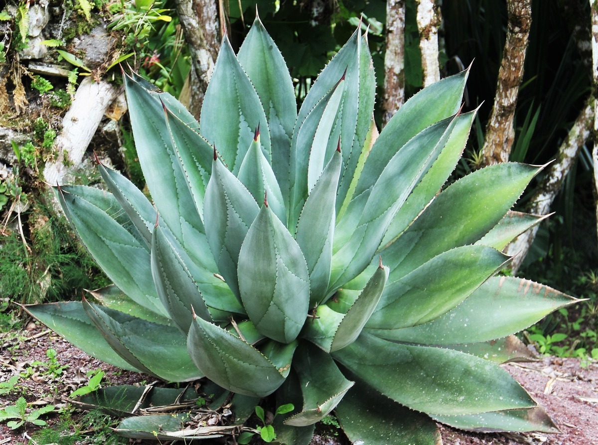 Aloe Vera grande na natureza