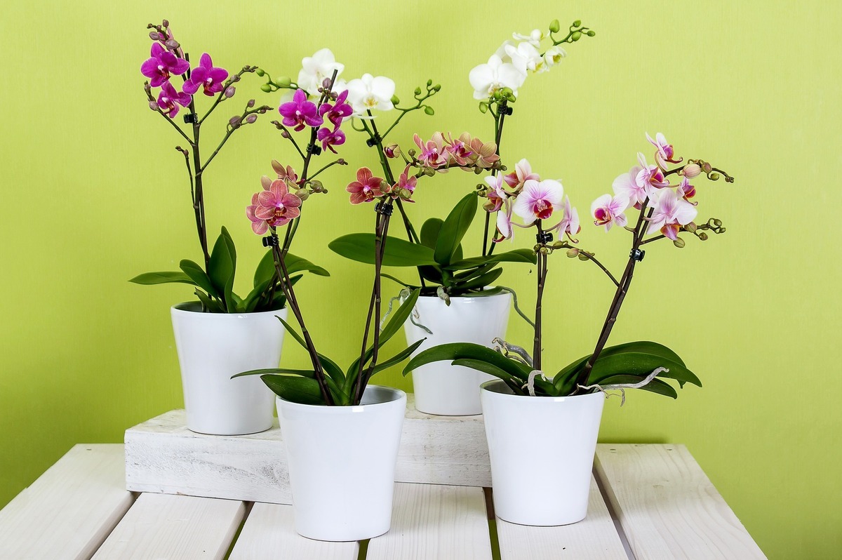 Quatro vasos brancos com orquídeas