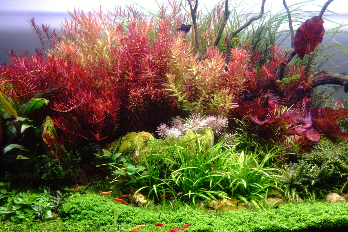 Diversas plantas em um aquário