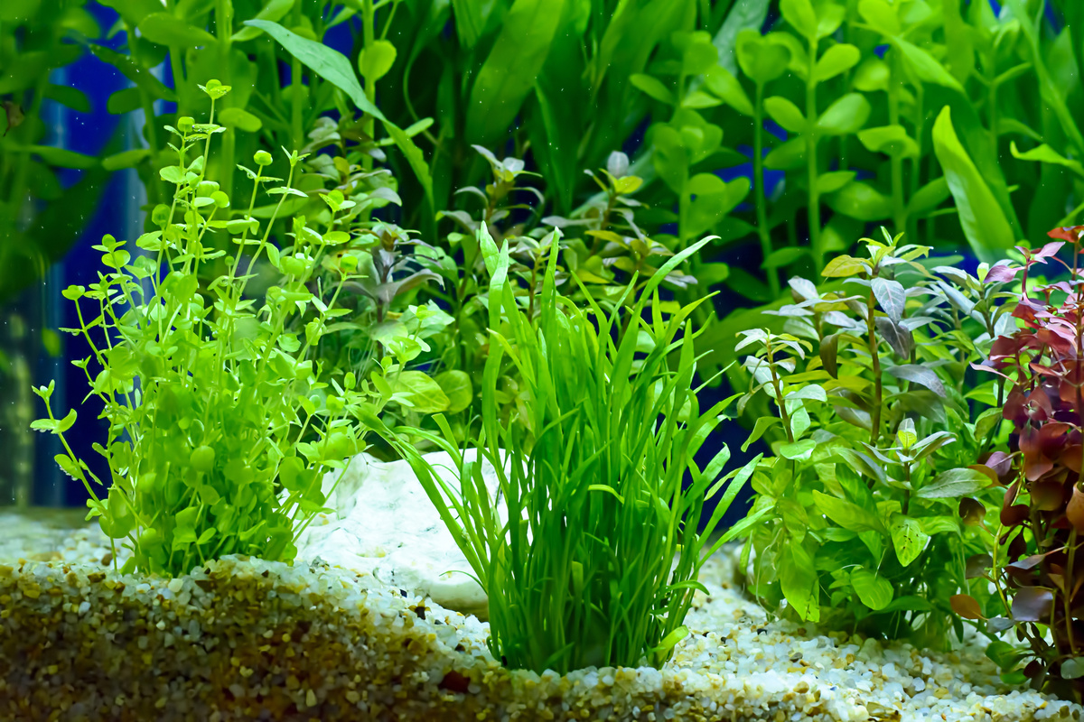 Gramínea e outras plantas de aquário