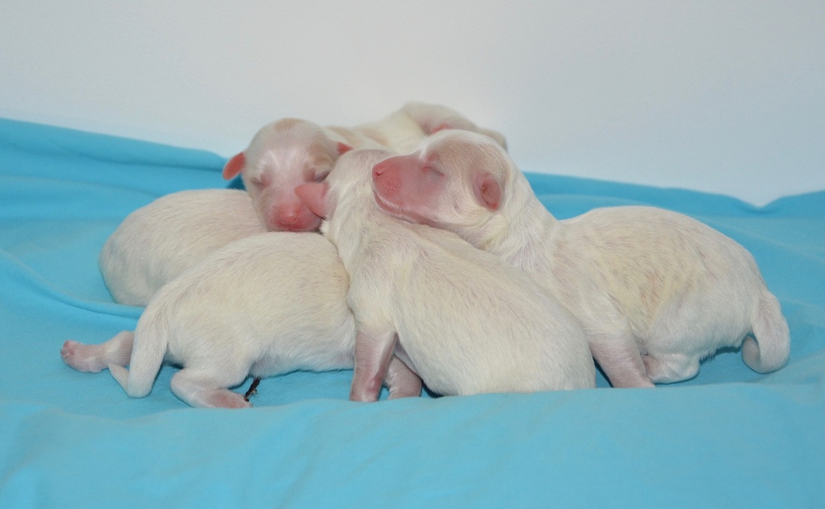 Ninhada de filhotes de cachorro recém-nascidos