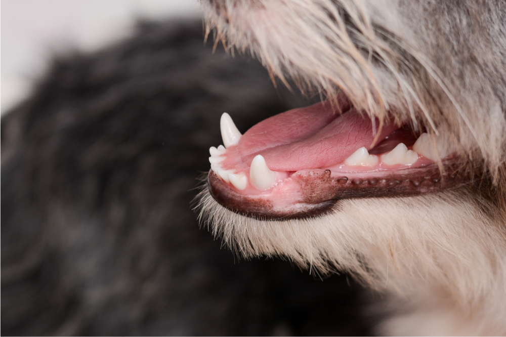 Cachorro trocando de dente