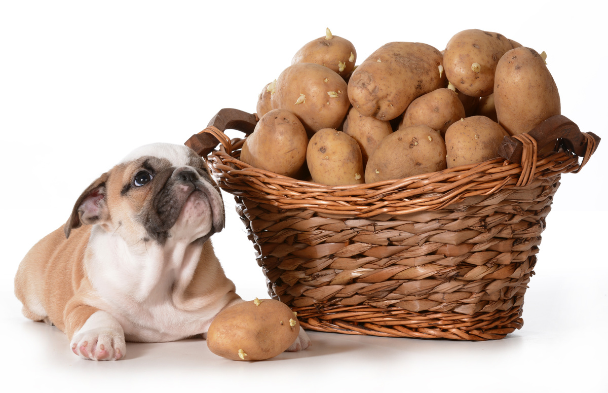 Cachorro ao lado de várias batatas