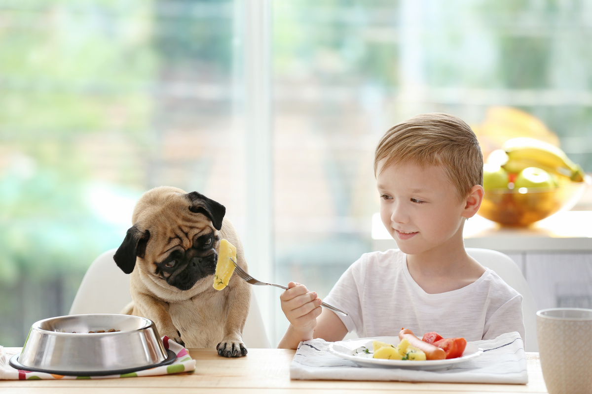 menino oferecendo batata a cão