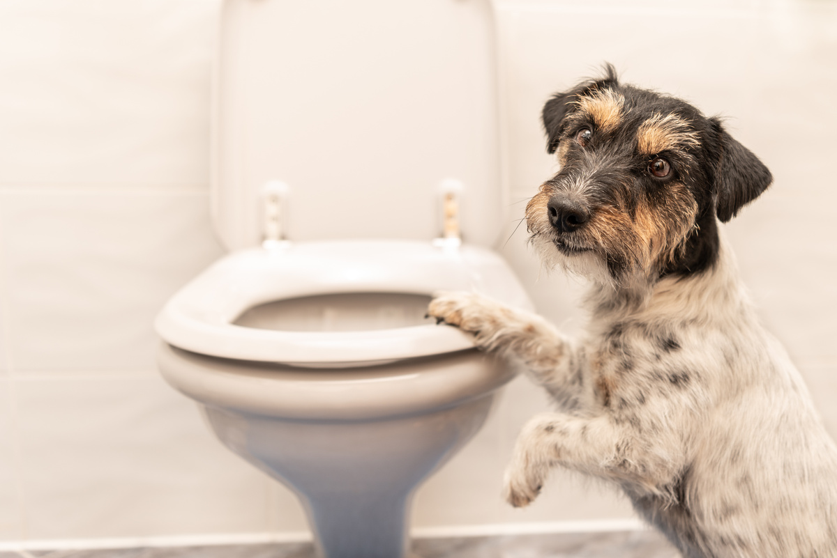 Cachorro com pata em vaso sanitário