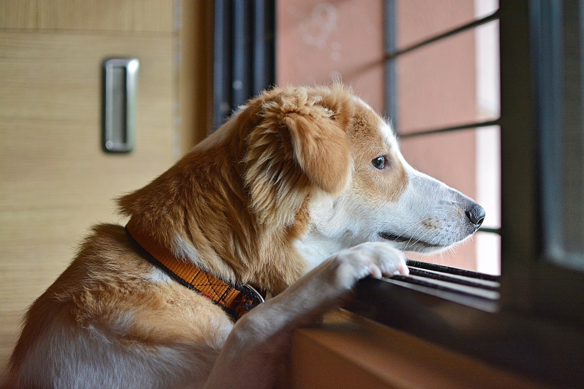 Cachorro olhando pela janela