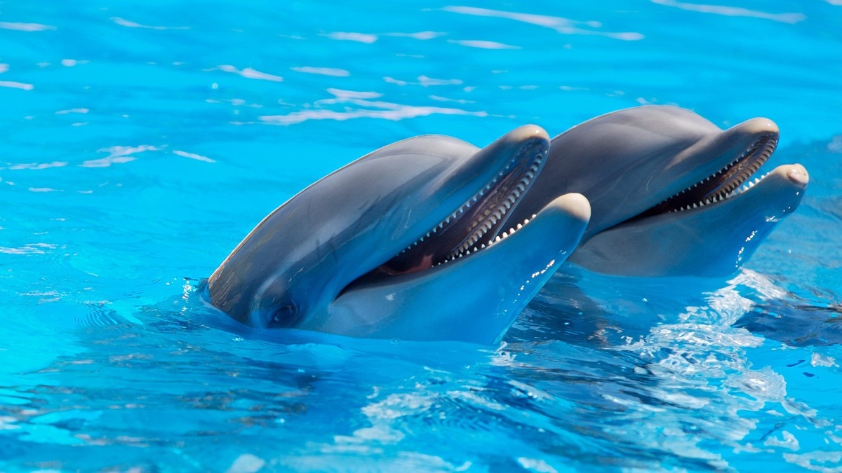 Dois golfinhos na água