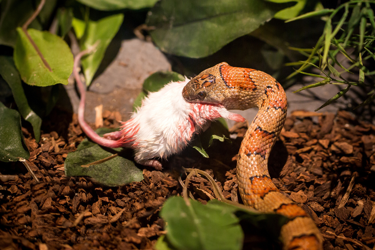 corn snake comendo rato em terrário