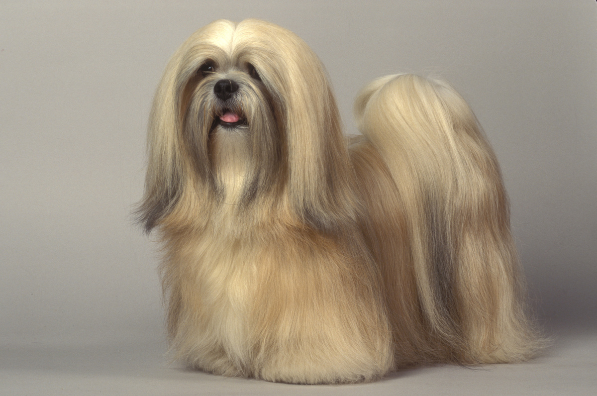 Cachorro da raça Lhasa Apso