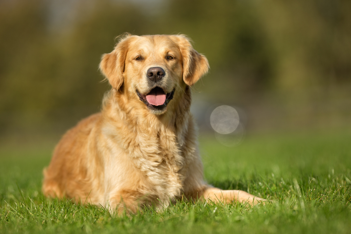 Cachorro da raça golden retrievier