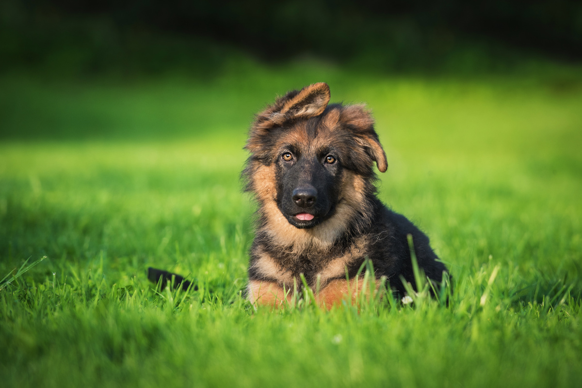 Cachorro da raça pastor alemão