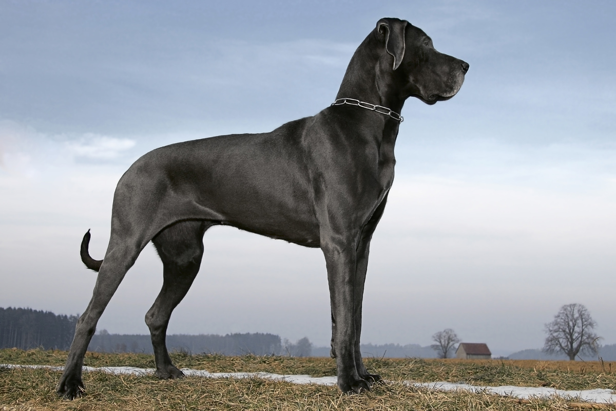 Cachorro da raça dogue alemão