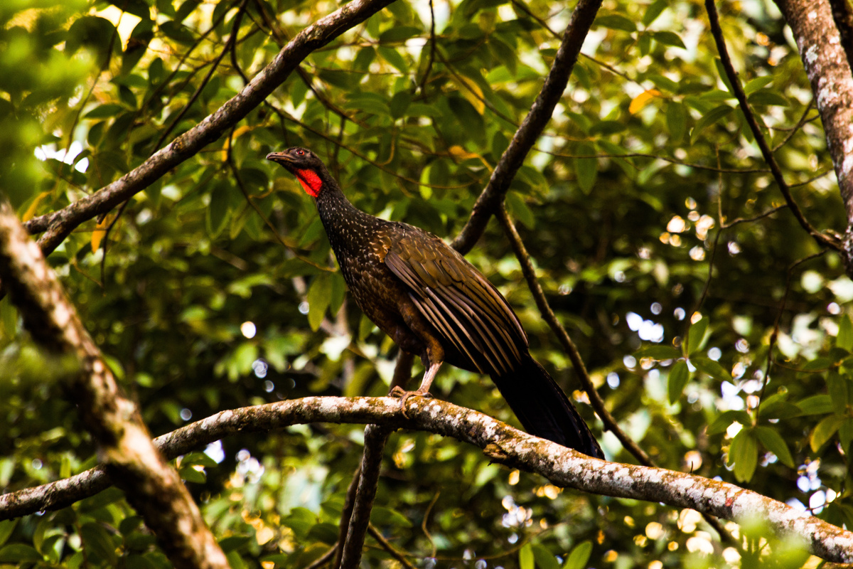 Pássaro Jacu em galho de árvore