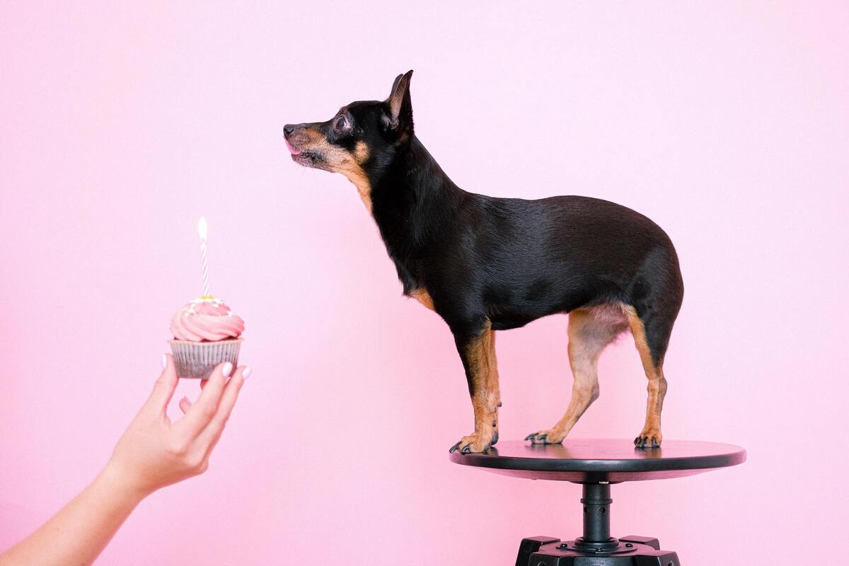 Cachorro em cima de uma banqueta e uma pessoa segurando um cupcake com vela