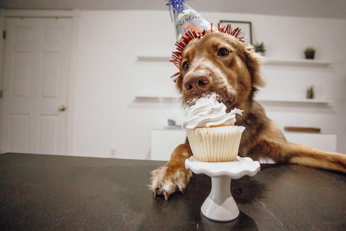 Cachorro com chapéu de aniversário comendo um cupcake