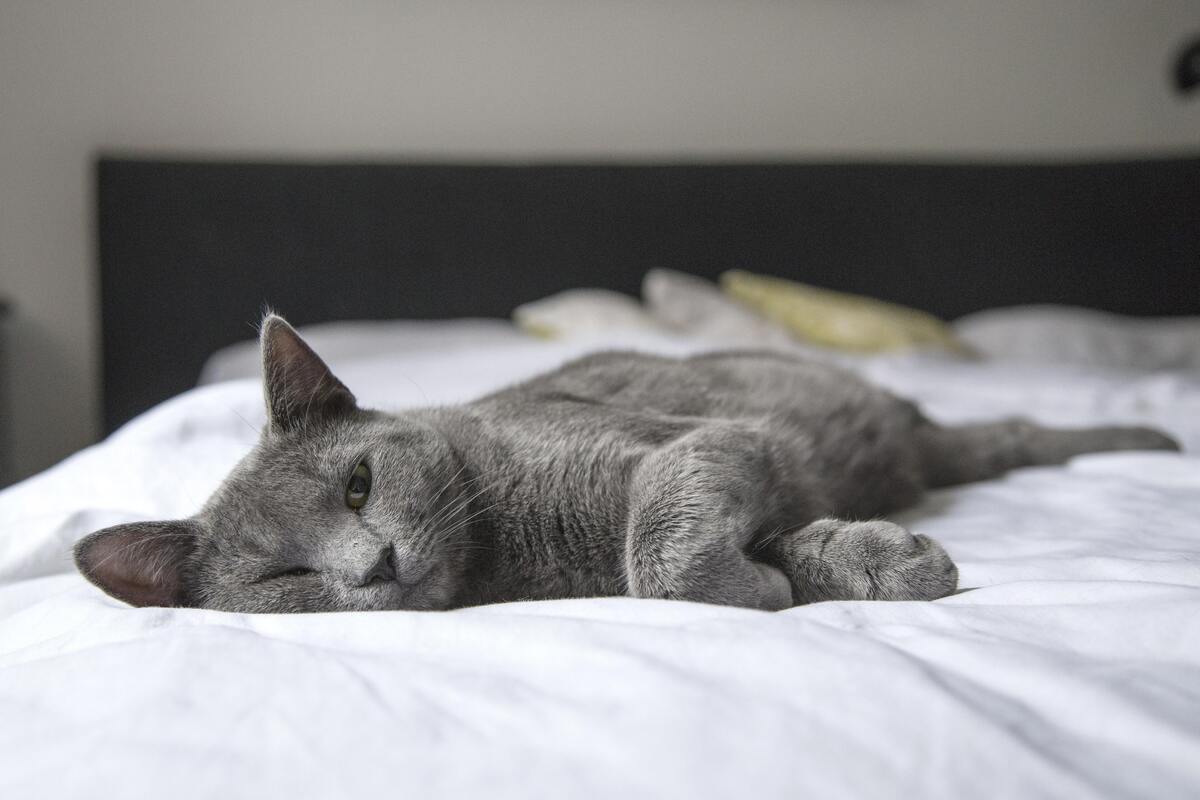 Gato cinza deitado na cama