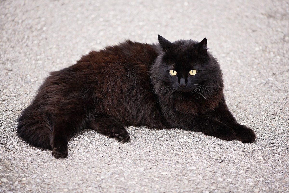 Gato Angorá preto deitado no chão