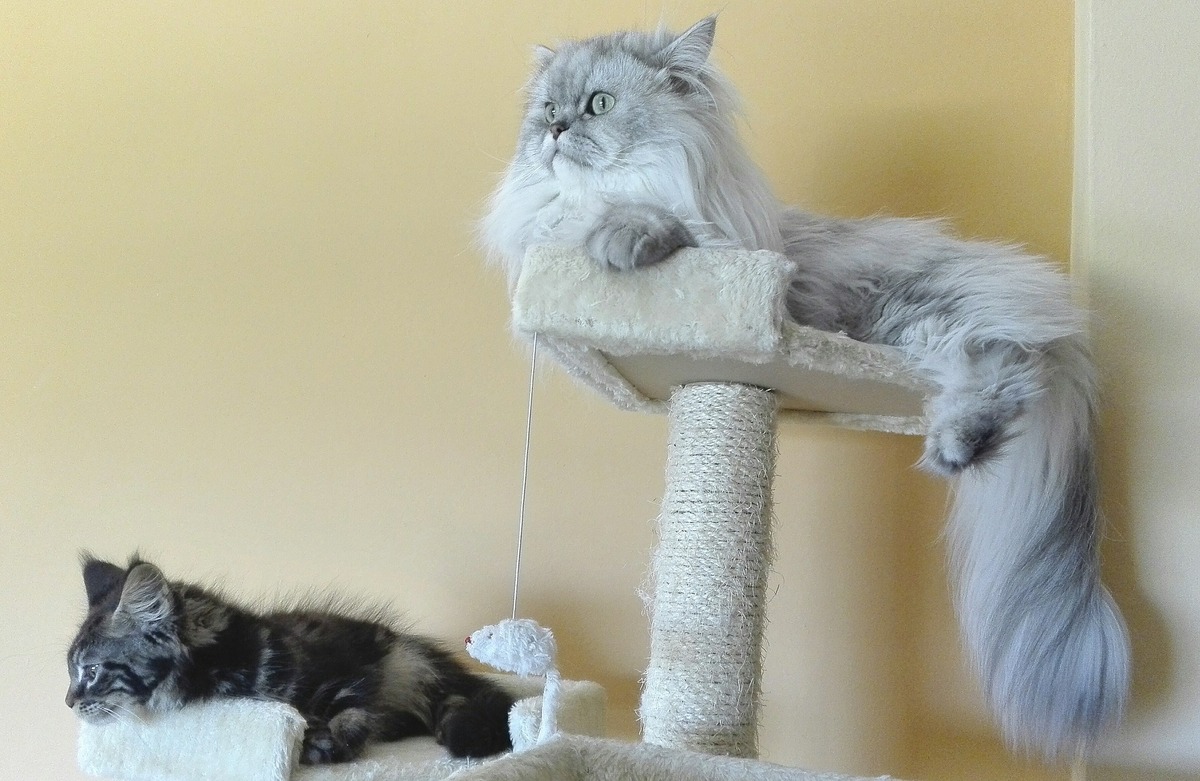 Dois gatos persas em um arranhador