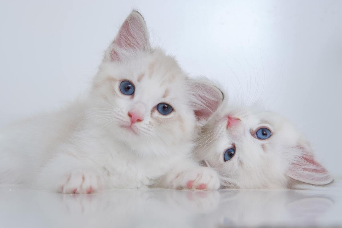 Dois gatinhos brancos