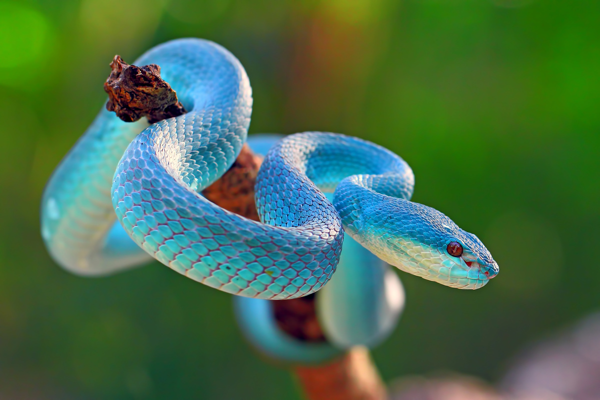Serpente venenosa azul em um galho
