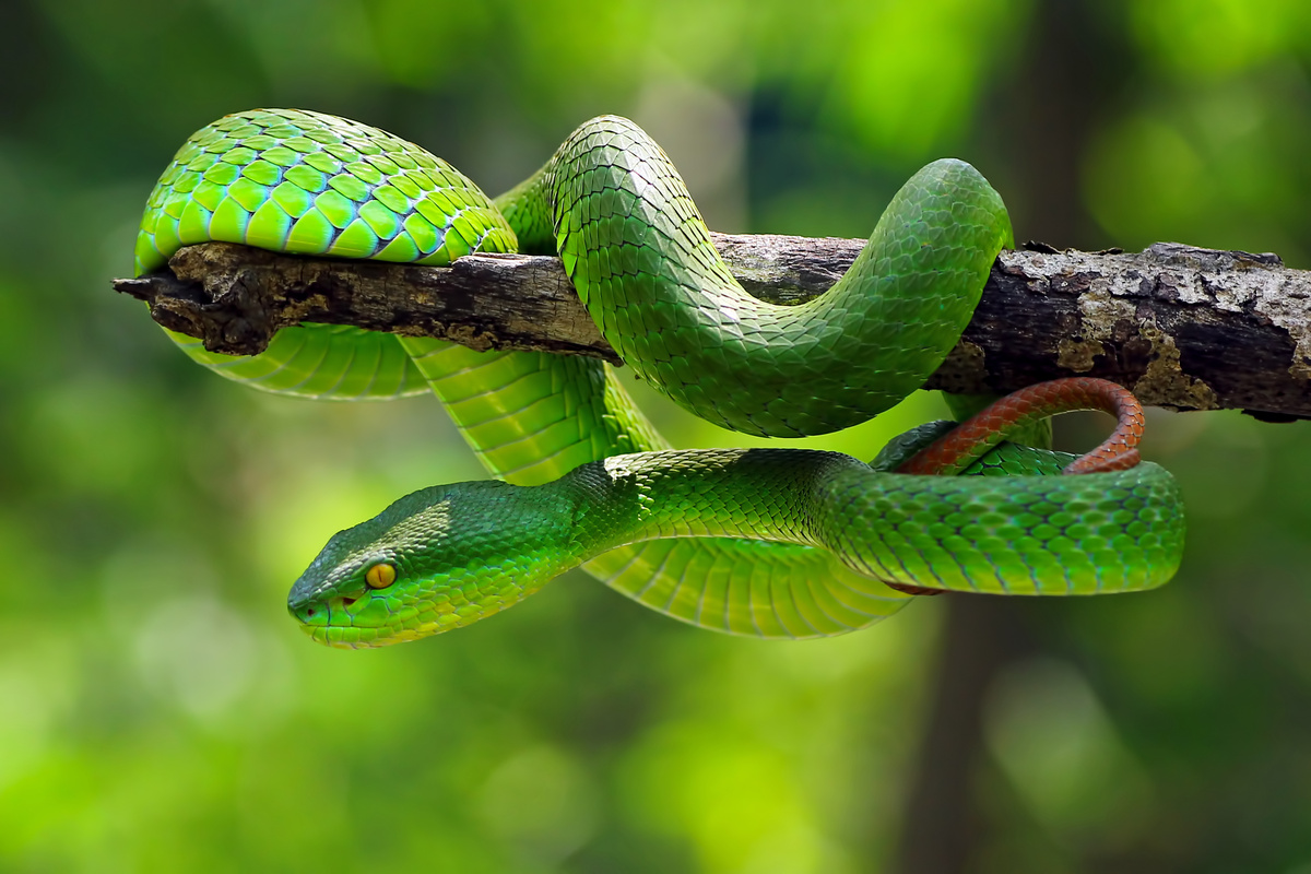 Serpente venenosa verde em um galho
