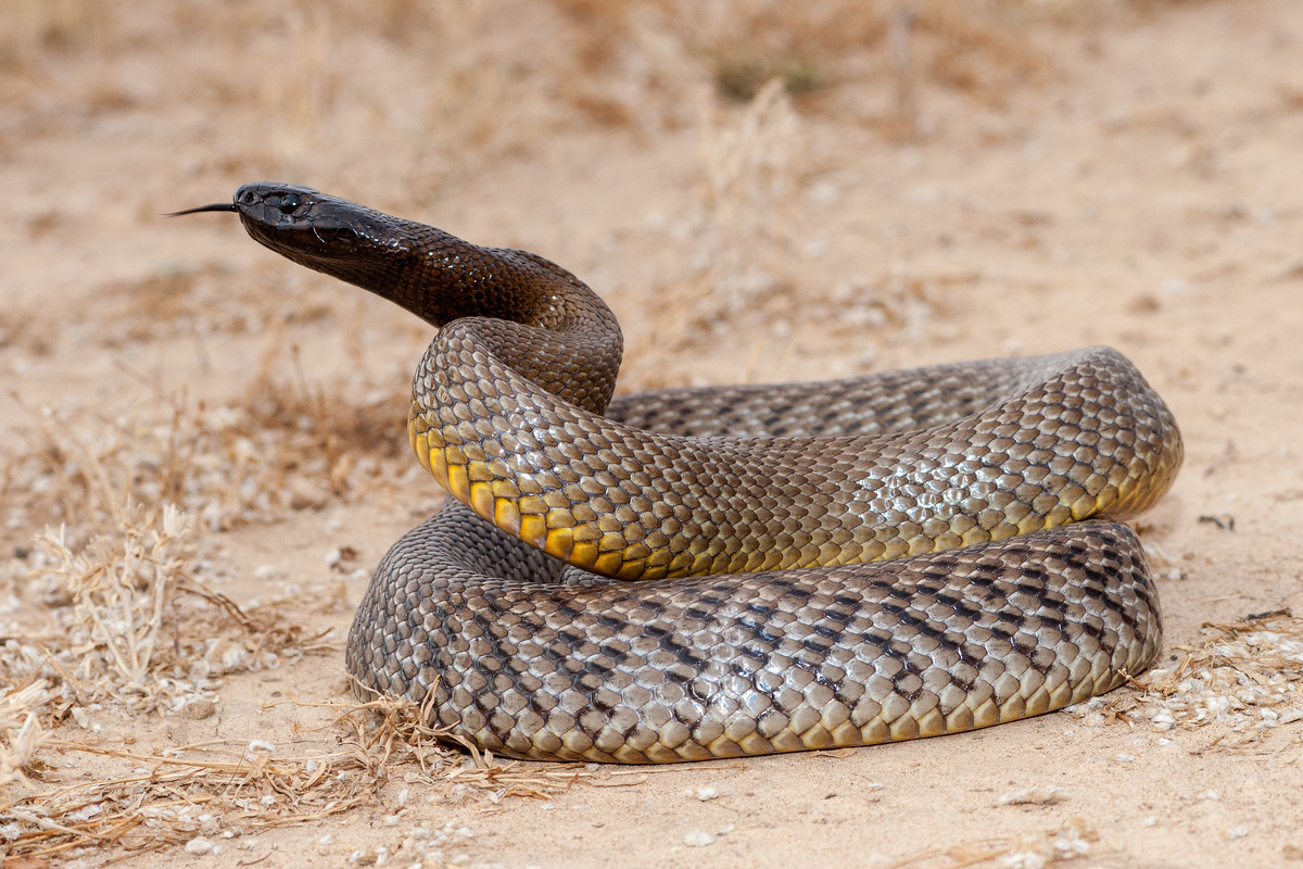Cobra venenosa Inland Taipam