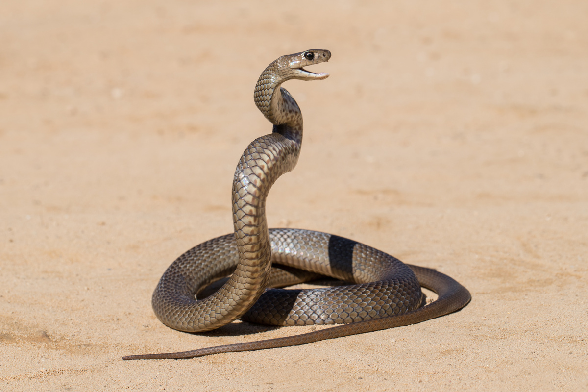 Cobra venenosa marrom