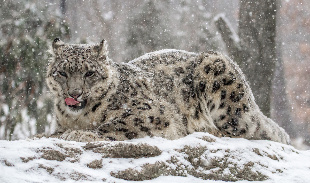 Leopardo das neves com neve caindo sob ele