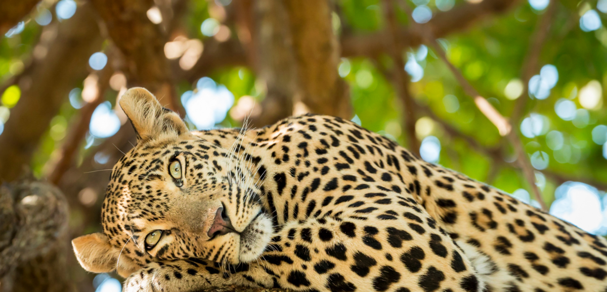 Leopardo com cabeça deitada sobre as patas
