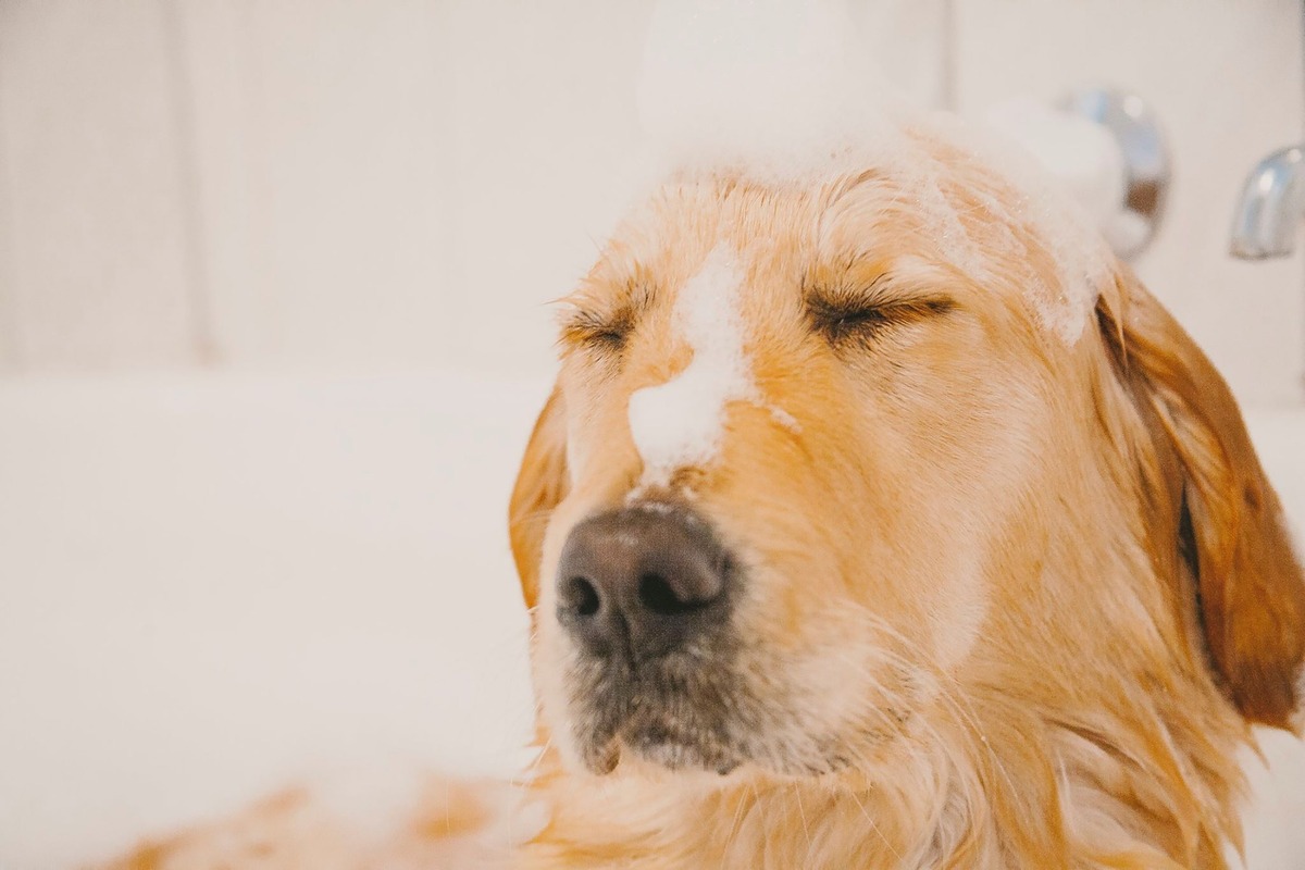 Cachorro com espuma na cabeça e olhos fechados