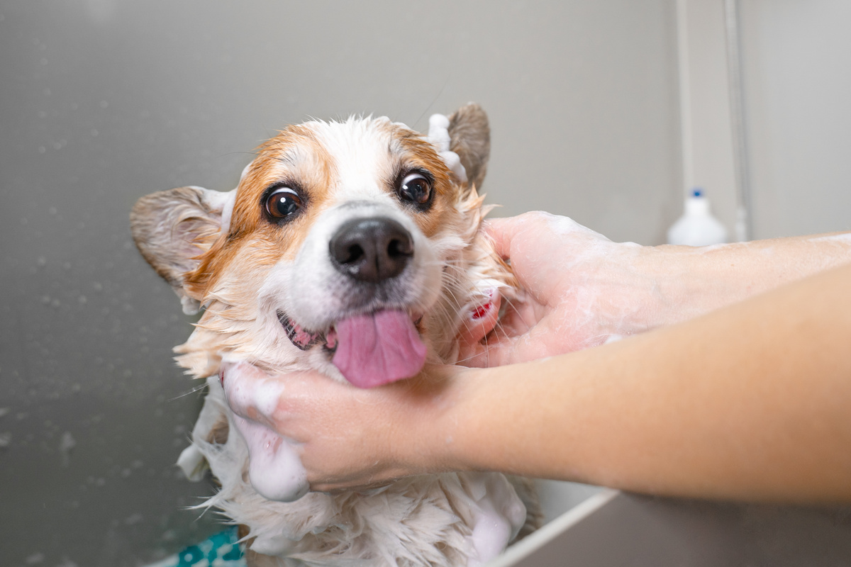 Cachorro feliz tomando banho com a língua de fora