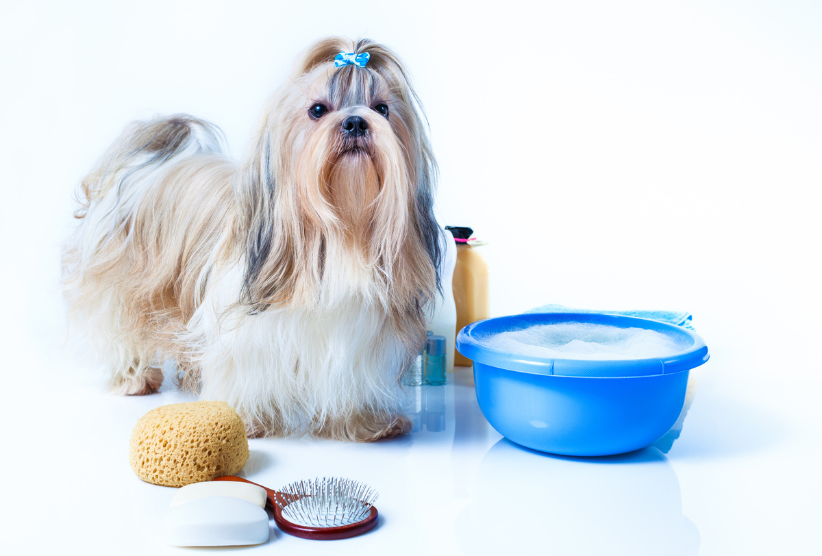 Cachorro com vários produtos para banho