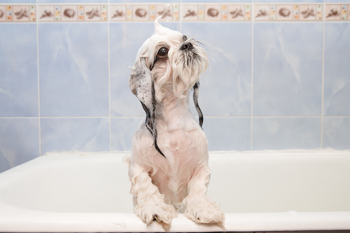 Cachorro em pé na banheira todo ensaboado