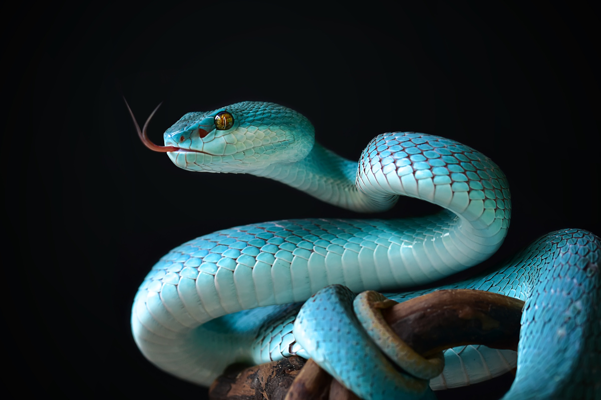 Cobra venenosa azul em um galho