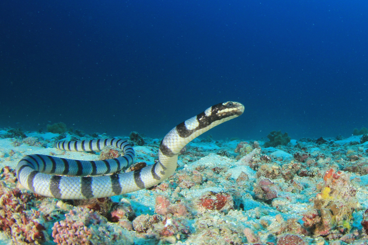 Serpente-do-mar venenosa